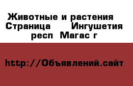  Животные и растения - Страница 16 . Ингушетия респ.,Магас г.